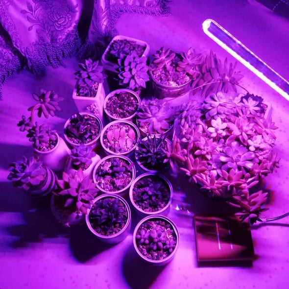 UV Light For Plants